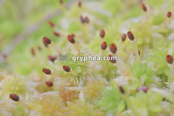 Sphaignes avec sporogones (vides) - gryphea.com